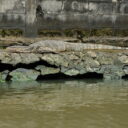 Water monitors can be found while cruising along Chao Phraya with Bangkok canal tour