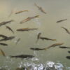 Fish spa at Erawan National Park