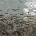 Natural fish spa at Erawan National Park