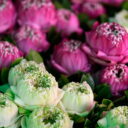 Folded lotuses at the flower market 