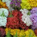 Variety of colorful orchids available at the flower market
