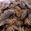 Insects for sale at Khlong Toey market in Bangkok