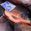 Fresh seafood at Khlong Toey Market