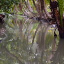 Boat tour to a coconut plantation near Tha Kha floating market