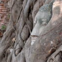 Buddha head in tree root at Wat Mahathat temple ruin in Ayutthaya