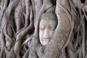 Visit Wat Mahathat on a tour from Bangkok to Ayutthaya. Famous for the head of a sandstone Buddha image in the roots of a Bodhi tree.